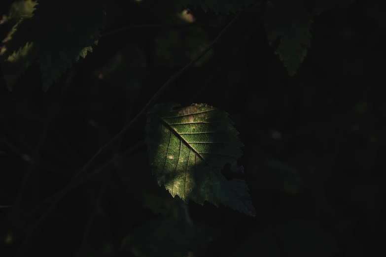 a close up of a leaf on a tree, inspired by Elsa Bleda, pexels contest winner, in a dark forest low light, shadow polaroid photo, greenish skin, instagram post