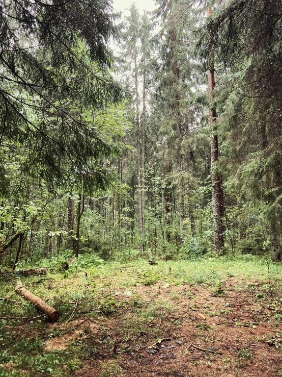 a forest filled with lots of green trees, by Jacob Kainen, hurufiyya, low quality photo, taken on iphone 14 pro, forest picnic, 8k))