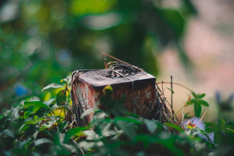 a small bird sitting on top of a tree stump, unsplash, auto-destructive art, covered with vegetation, jungle clearing, dslr photo of a vase on a table, slightly blurred