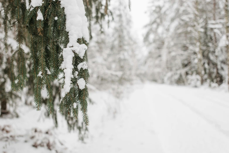 a forest filled with lots of snow covered trees, by Jaakko Mattila, unsplash, tiny details, overhanging branches, portrait image, a green