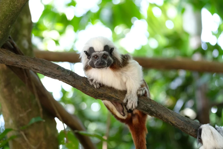 a small monkey sitting on top of a tree branch, trending on pexels, slide show, white, amber, marmoset