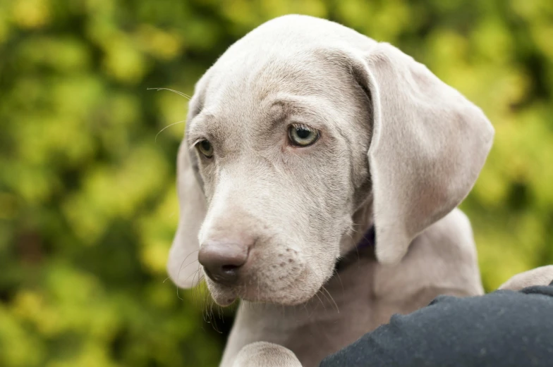 a close up of a person holding a dog, light grey-blue eyes, looking confused, floppy ears, shot on 1 5 0 mm