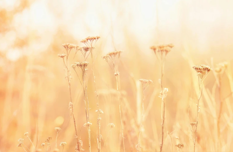 a close up of a bunch of flowers in a field, an album cover, by Adam Marczyński, trending on unsplash, romanticism, sunfaded, golden grasslands, soft sunbeam, intricate image