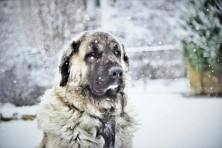 a dog that is sitting in the snow, by Lucia Peka, pexels contest winner, renaissance, grizzled beard, caucasian, heavy detailed, calm face