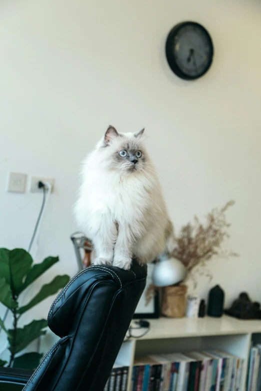 a white cat sitting on top of a black chair, trending on pexels, furry art, a ragdoll cat windsurfing, sitting on man's fingertip, on her throne, blue-eyed