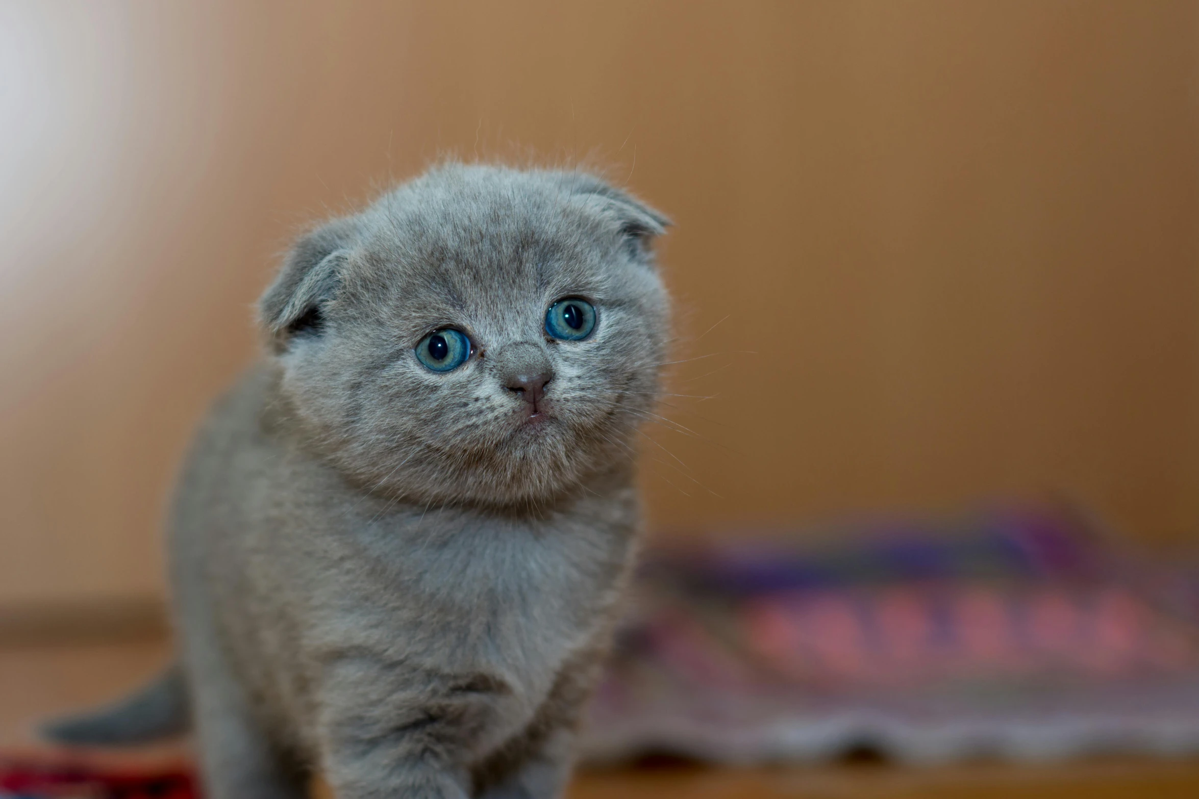 a small gray kitten sitting on top of a wooden floor, by Julia Pishtar, pexels contest winner, scottish fold, beautiful blueish eyes, fierce expression 4k, wrinkly