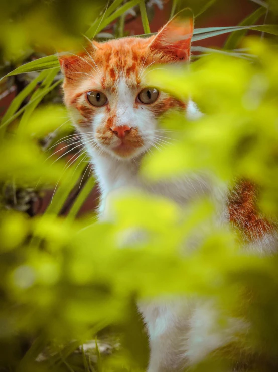 an orange and white cat sitting in a bush, a picture, by Slava Raškaj, pixabay contest winner, yellow and greens, sigma 85/1.2 portrait, full frame image, cinematic shot ar 9:16 -n 6 -g