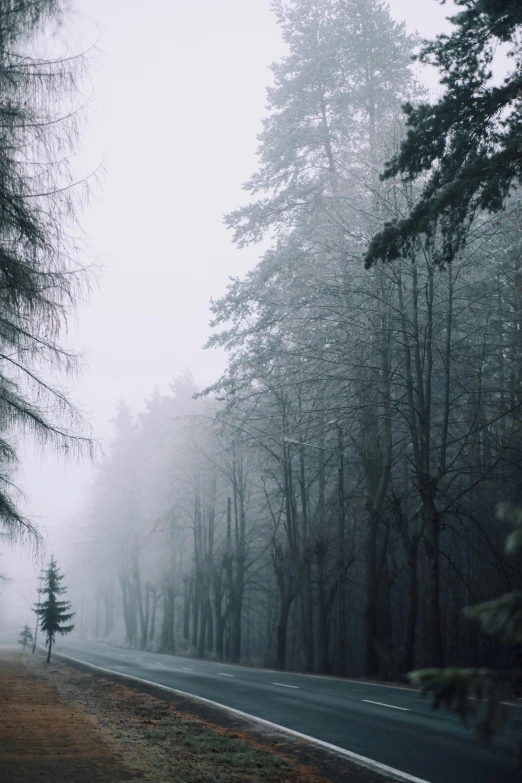 a road surrounded by trees on a foggy day, inspired by Elsa Bleda, unsplash contest winner, romanticism, grey, scary pines, medium long shot, made of mist