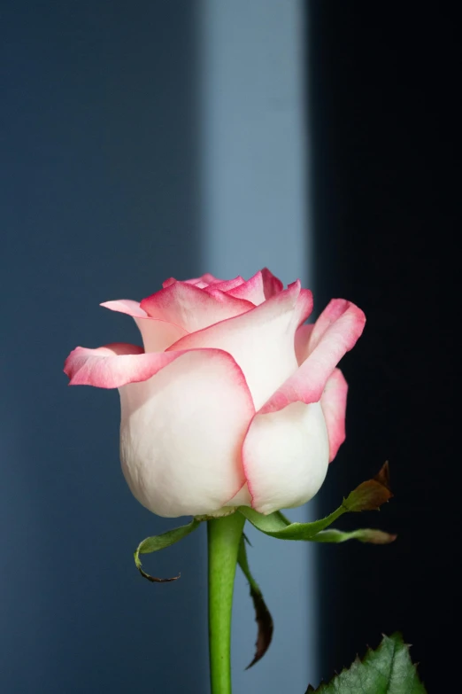 a pink rose sitting on top of a green stem, trimmed with a white stripe, soft white glow, from side