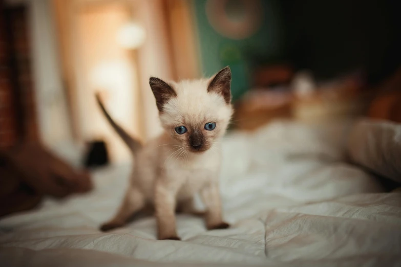 a small kitten standing on top of a bed, pexels contest winner, beige, crawling towards the camera, sfw