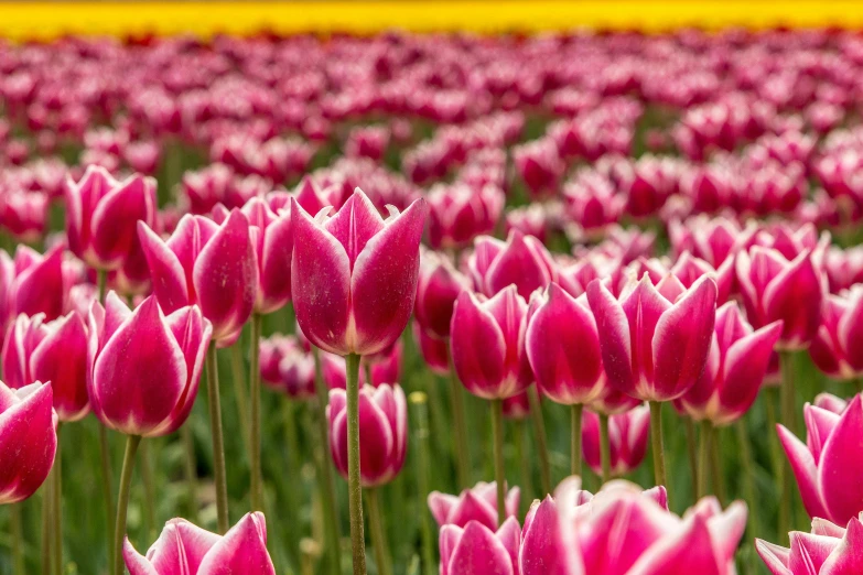 a field of pink tulips with a yellow field in the background, by Jan Tengnagel, trending on unsplash, fan favorite, red and white flowers, seattle, ultra high pixel detail