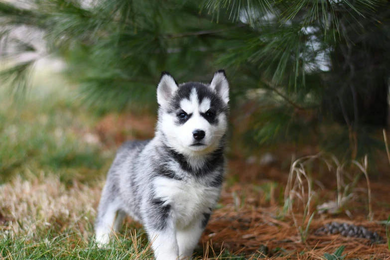 a dog that is standing in the grass, next to a tree, silver, information, puppies