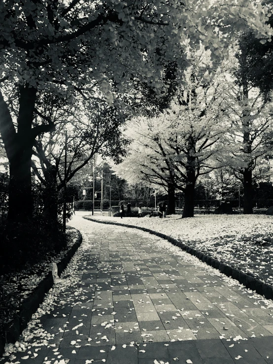 a black and white photo of a path in a park, shin hanga, seasons!! : 🌸 ☀ 🍂 ❄, (neotokyo), 8 k photo, esthetic photo