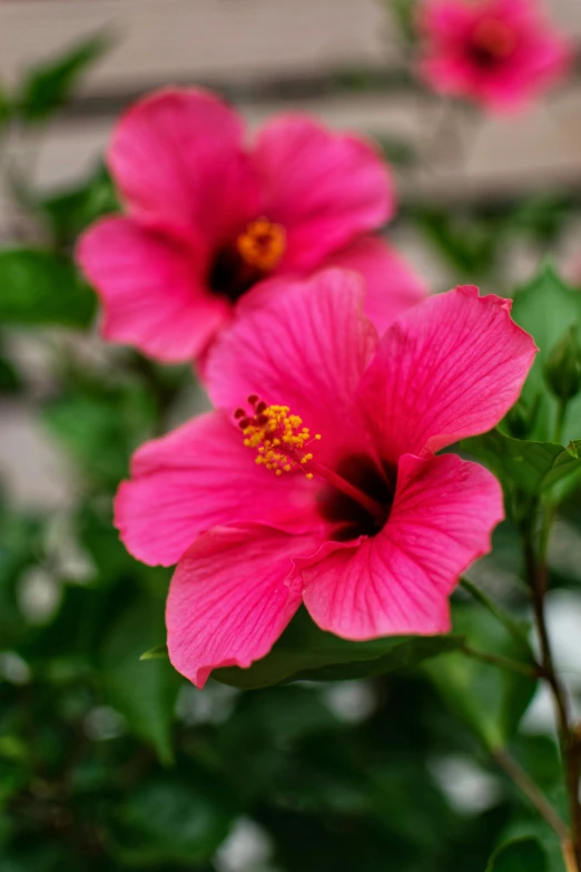 a close up of a pink flower with green leaves, hibiscus flowers, link, exterior shot, slate