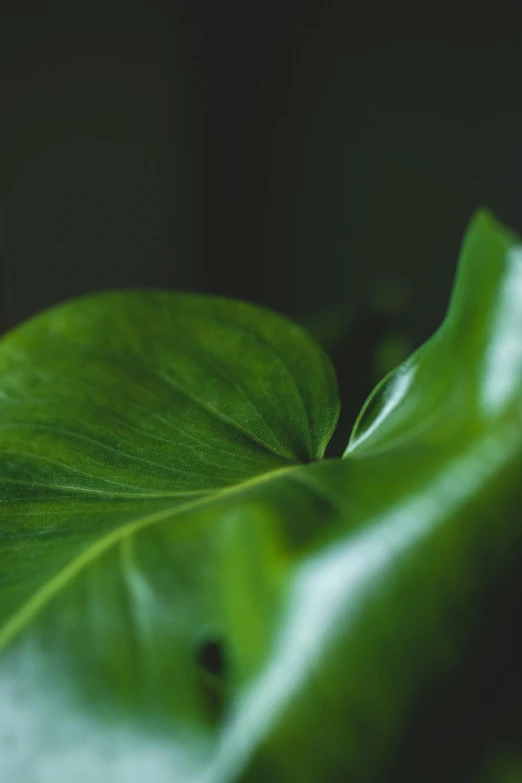 a close up of a leaf of a plant, unsplash, curled perspective, smooth in 8k, shot from cinematic, it\'s name is greeny