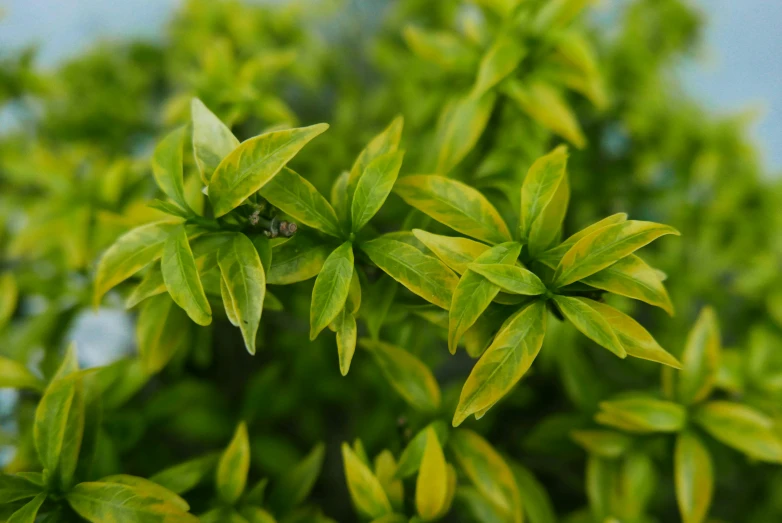 a close up of a plant with green leaves, vibrant but dreary gold, topiary, low colour, dappled