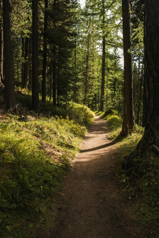 a dirt path in the middle of a forest, evergreen valley, paul barson, tourist photo, lightweight