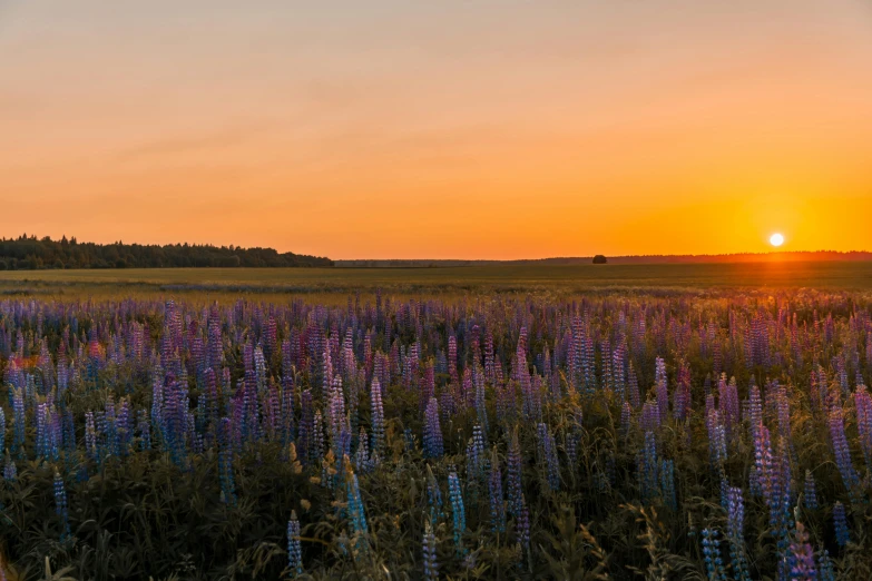 a field of purple flowers with the sun setting in the background, by Anato Finnstark, unsplash contest winner, sunset panorama, russian landscape, prairie, fire on the horizon