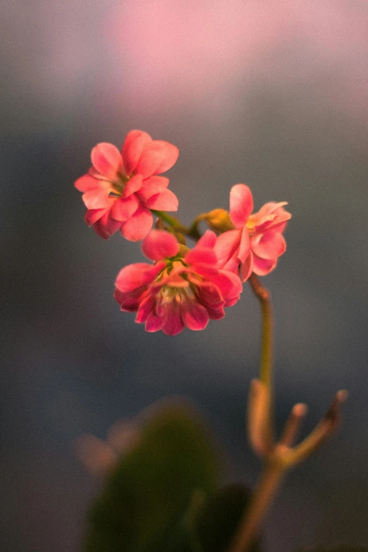 a pink flower sitting on top of a green plant, by Jacob Toorenvliet, unsplash, paul barson, red blooming flowers, soft light - n 9, verbena