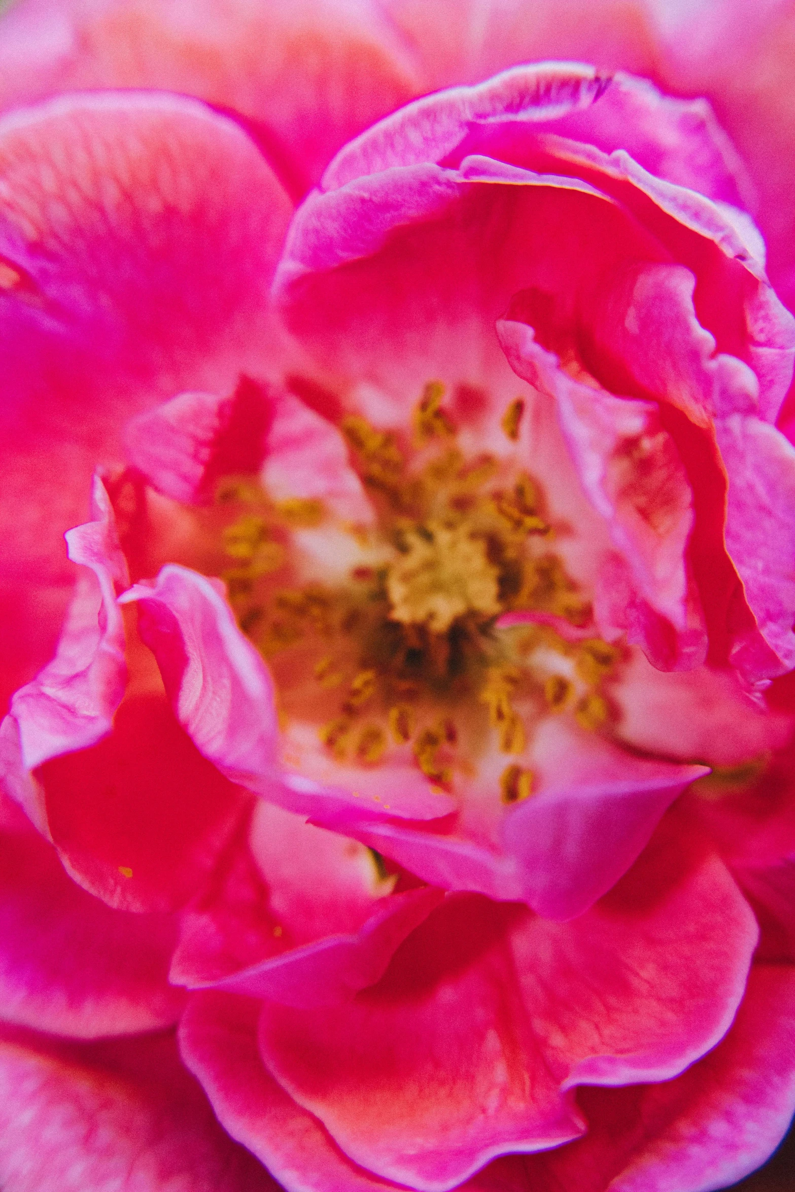 a close up view of a pink flower, rosen maiden, carefully crafted, rich deep vivid colours, honey