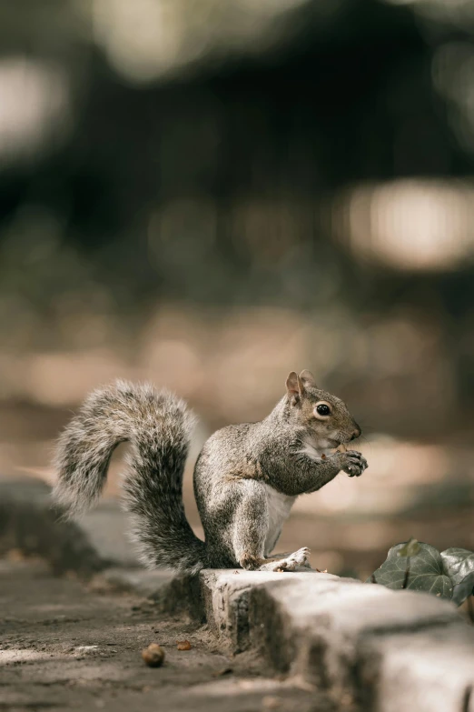 a squirrel standing on top of a piece of wood, top selection on unsplash, grey, low quality photo, ready to eat