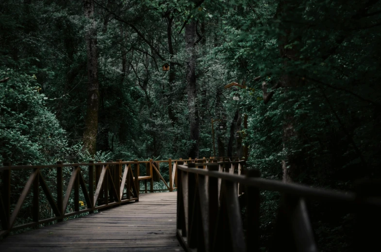 a wooden bridge in the middle of a forest, inspired by Elsa Bleda, unsplash contest winner, hurufiyya, ((forest)), las pozas, forest green, dark forest and trees