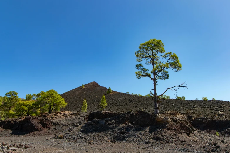 a lone tree in the middle of a barren area, by Carlo Martini, unsplash, in volcano, with matsu pine trees, clear blue skies, lava rock