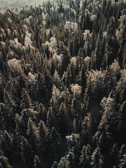 a bird's eye view of a snow covered forest, a screenshot, unsplash contest winner, muted browns, black fir, high light on the left, 8k quality