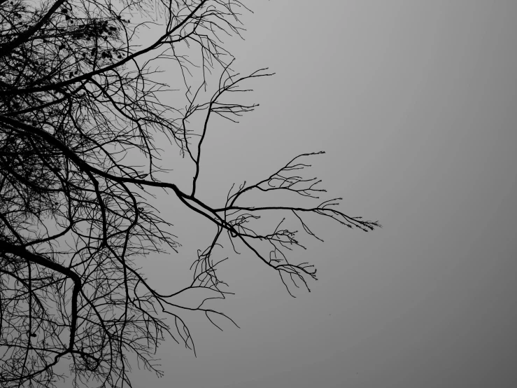 a black and white photo of a tree with no leaves, a black and white photo, pexels, minimalism, with branches! reaching the sky, thin fog, leaves twigs wood, an abstract