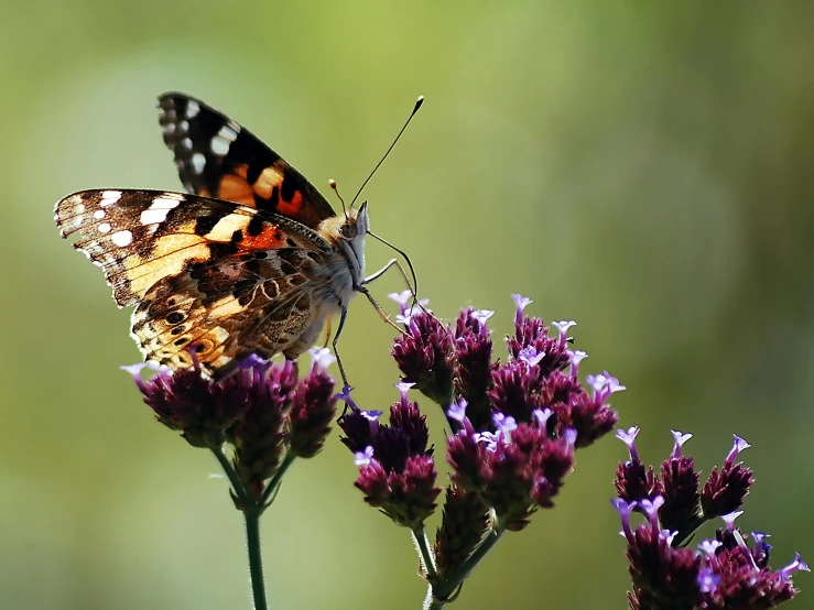 a butterfly sitting on top of a purple flower, in the sun