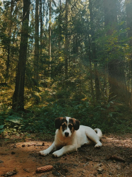 a dog that is laying down in the dirt, an album cover, pexels contest winner, really beautiful forest, 2 5 6 x 2 5 6 pixels, ((forest)), majestic forest grove