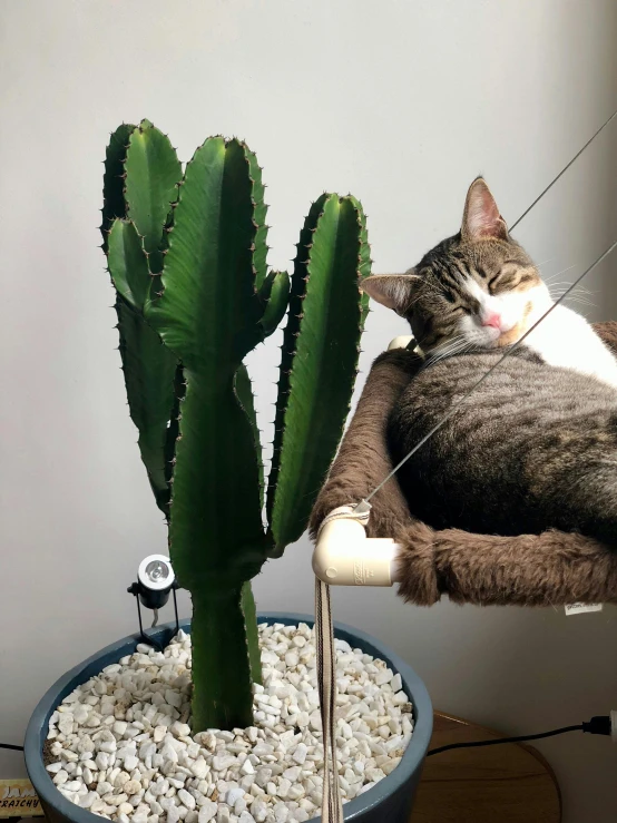 a cat laying in a hammock next to a cactus, with a soft