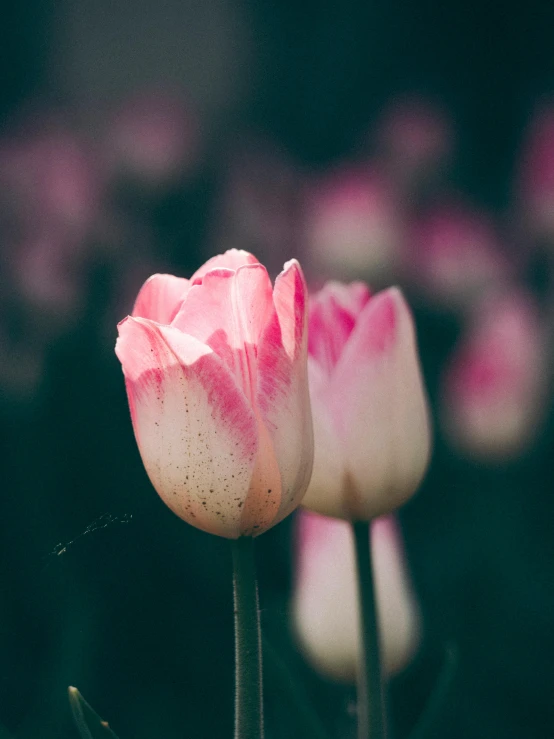 a group of pink flowers sitting on top of a lush green field, trending on unsplash, romanticism, tulip, ((pink)), close-up photo, alessio albi