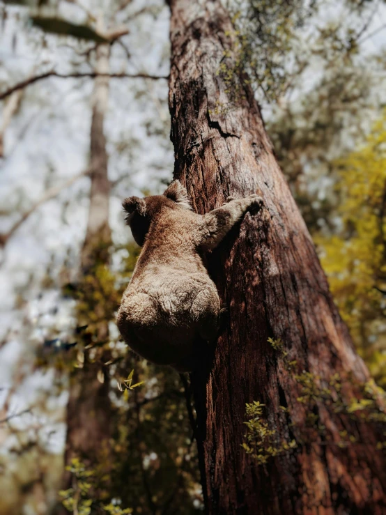 a teddy bear hanging from a tree in a forest, pexels contest winner, australian tonalism, ant view, ready to eat, high quality photo, kangaroo