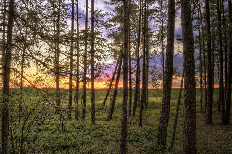 a forest filled with lots of tall trees, a picture, by Jaakko Mattila, land art, sunset in the distance, steppe, hdr photograph, anna nikonova