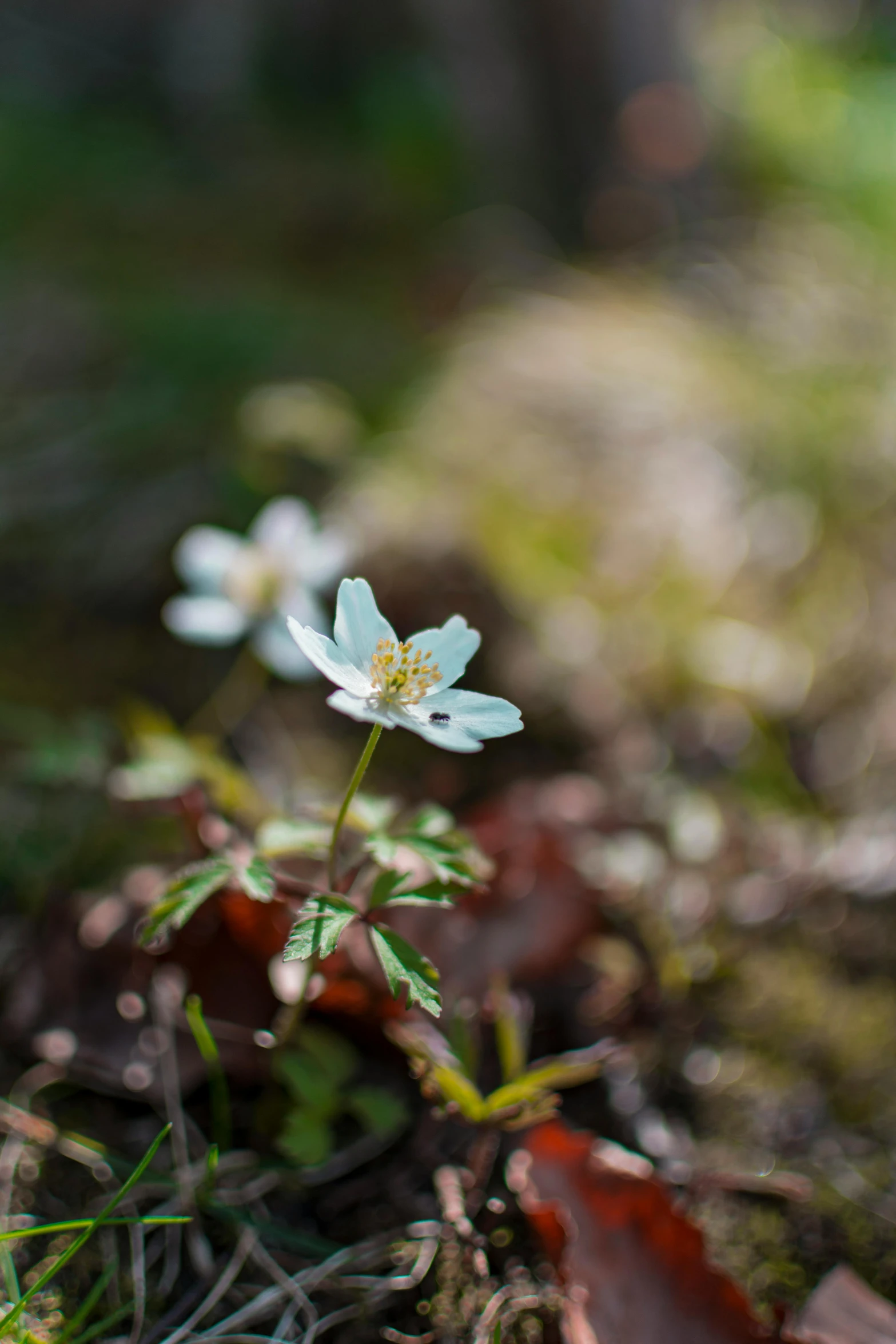 a small white flower growing out of the ground, a macro photograph, by Sven Erixson, unsplash, swedish forest, anemones, light blues, slide show