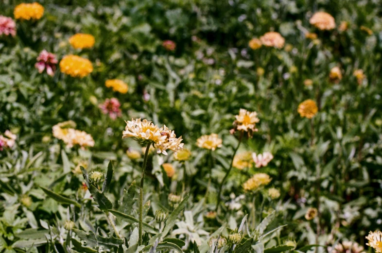 a bunch of yellow and pink flowers in a field, an album cover, unsplash, marigold, slightly pixelated, botanic garden, taken in the early 2020s