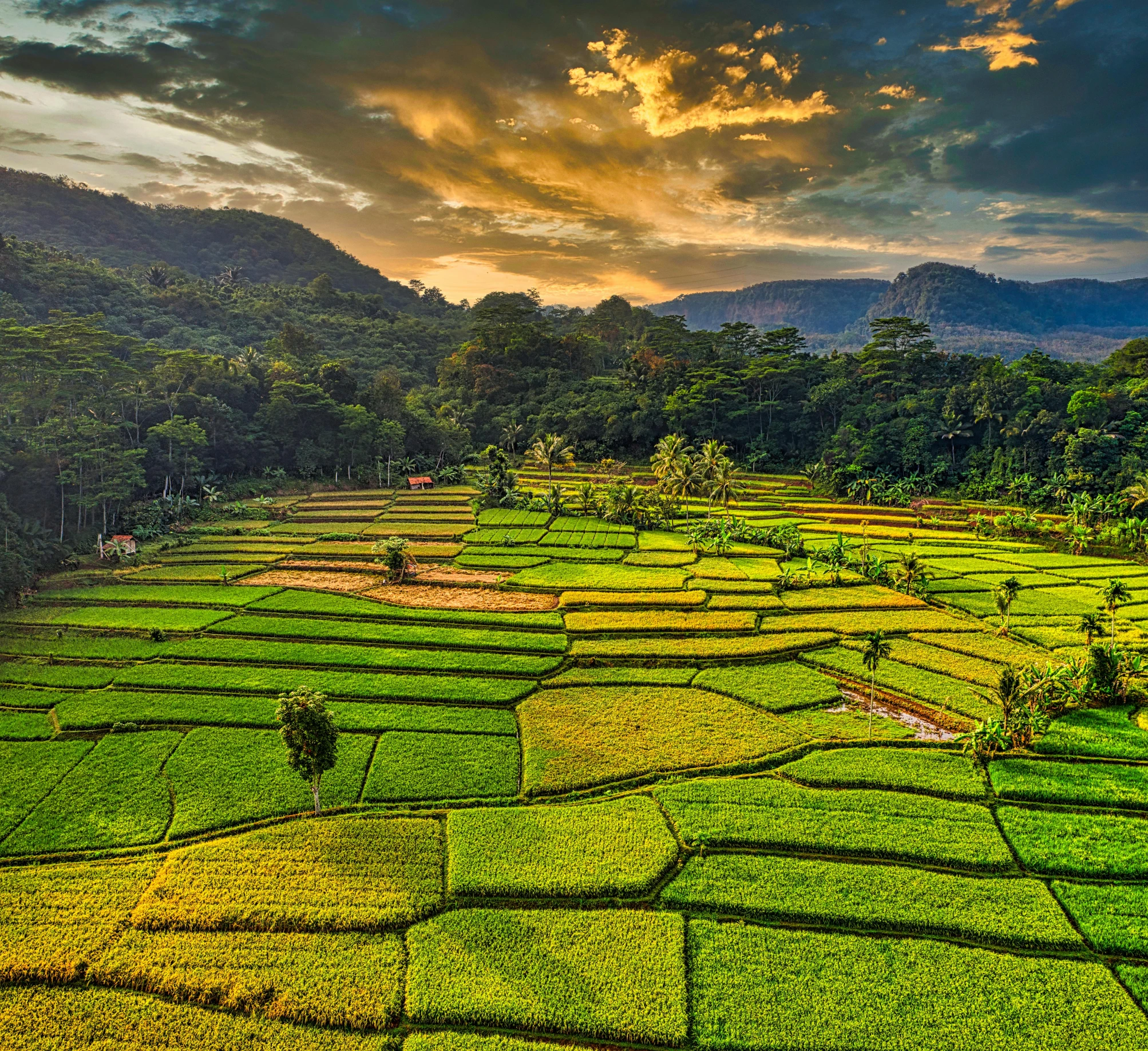 a green rice field with mountains in the background, by Kristian Zahrtmann, pexels contest winner, sumatraism, square, sunset light, patchwork, thumbnail