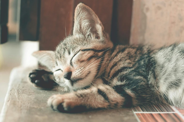 a close up of a cat sleeping on a table, trending on pexels, smileeeeeee, retro stylised, extremely happy, instagram post