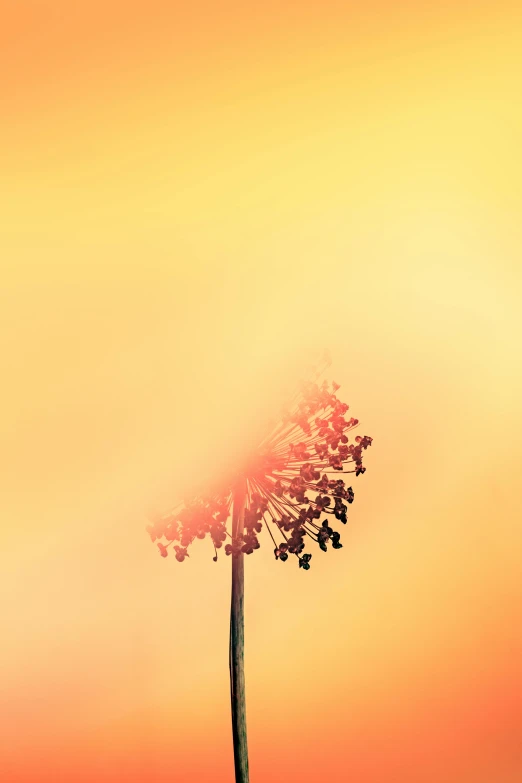 a single flower sitting in the middle of a field, by Andries Stock, minimalism, light orange mist, tall thin, seeds, rays