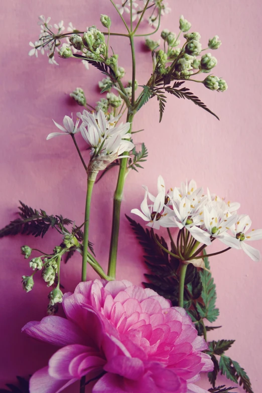 a vase filled with pink flowers on top of a table, a still life, inspired by François Boquet, unsplash, pink background, herbs, close - up photograph, low detail