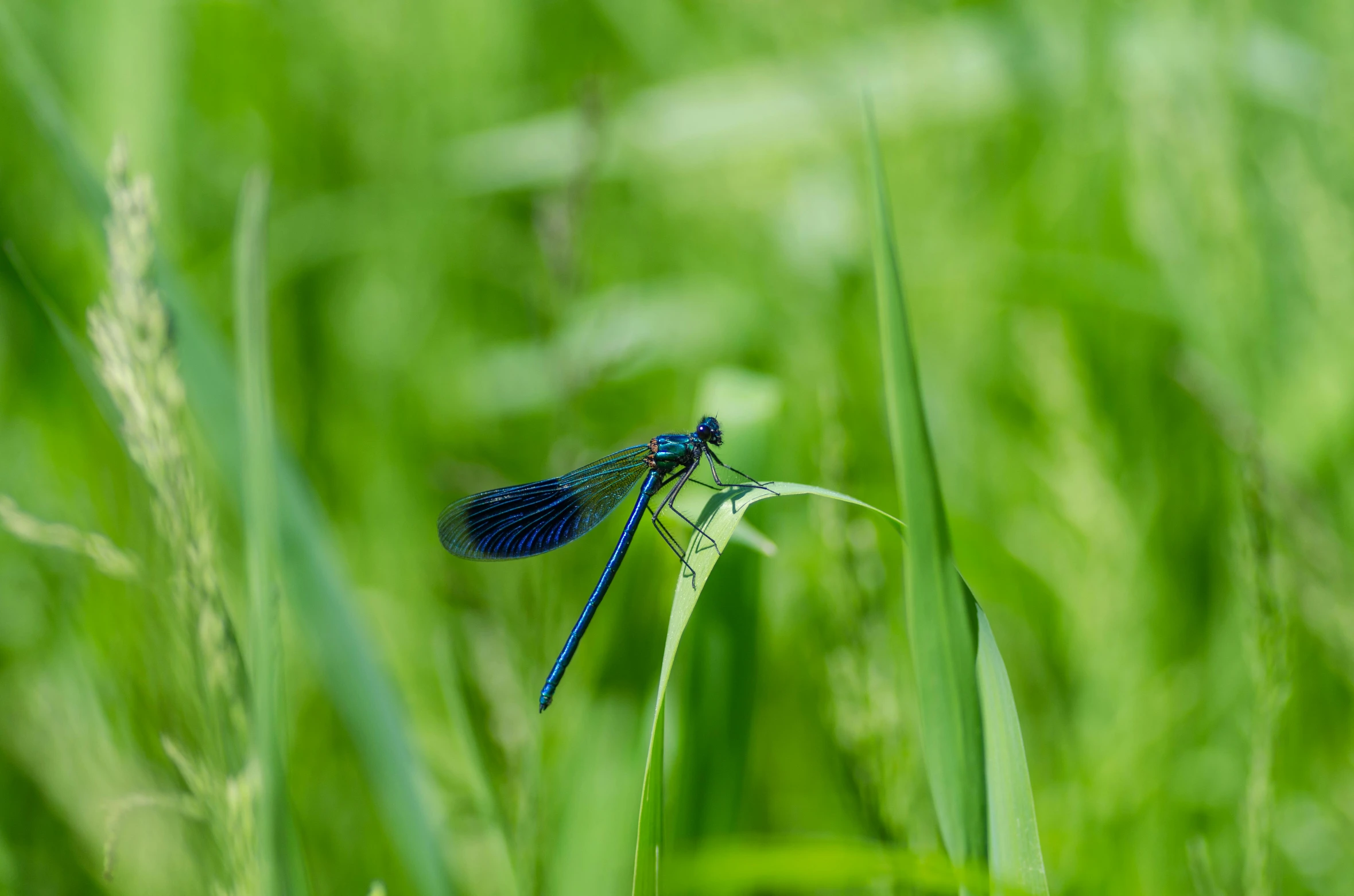 a blue dragonfly sitting on top of a blade of grass, by Adam Marczyński, pixabay contest winner, avatar image