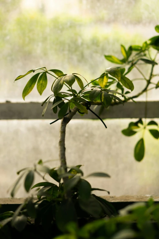 a small plant sitting on top of a window sill, rooted lineage, vanilla, branching, award - winning