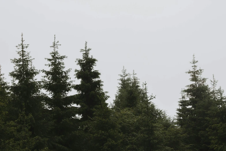 a couple of sheep standing on top of a lush green field, an album cover, by Attila Meszlenyi, unsplash, postminimalism, dense coniferous forest. spiders, overcast gray skies, pine wood, miniature forest