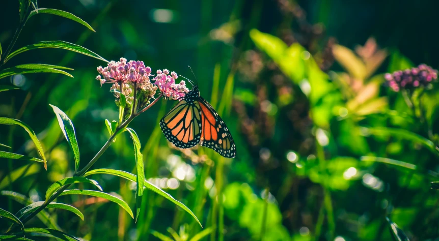 a close up of a butterfly on a flower, unsplash, renaissance, draped in fleshy green and pink, monarch butterflies, cinematic. ”, carson ellis