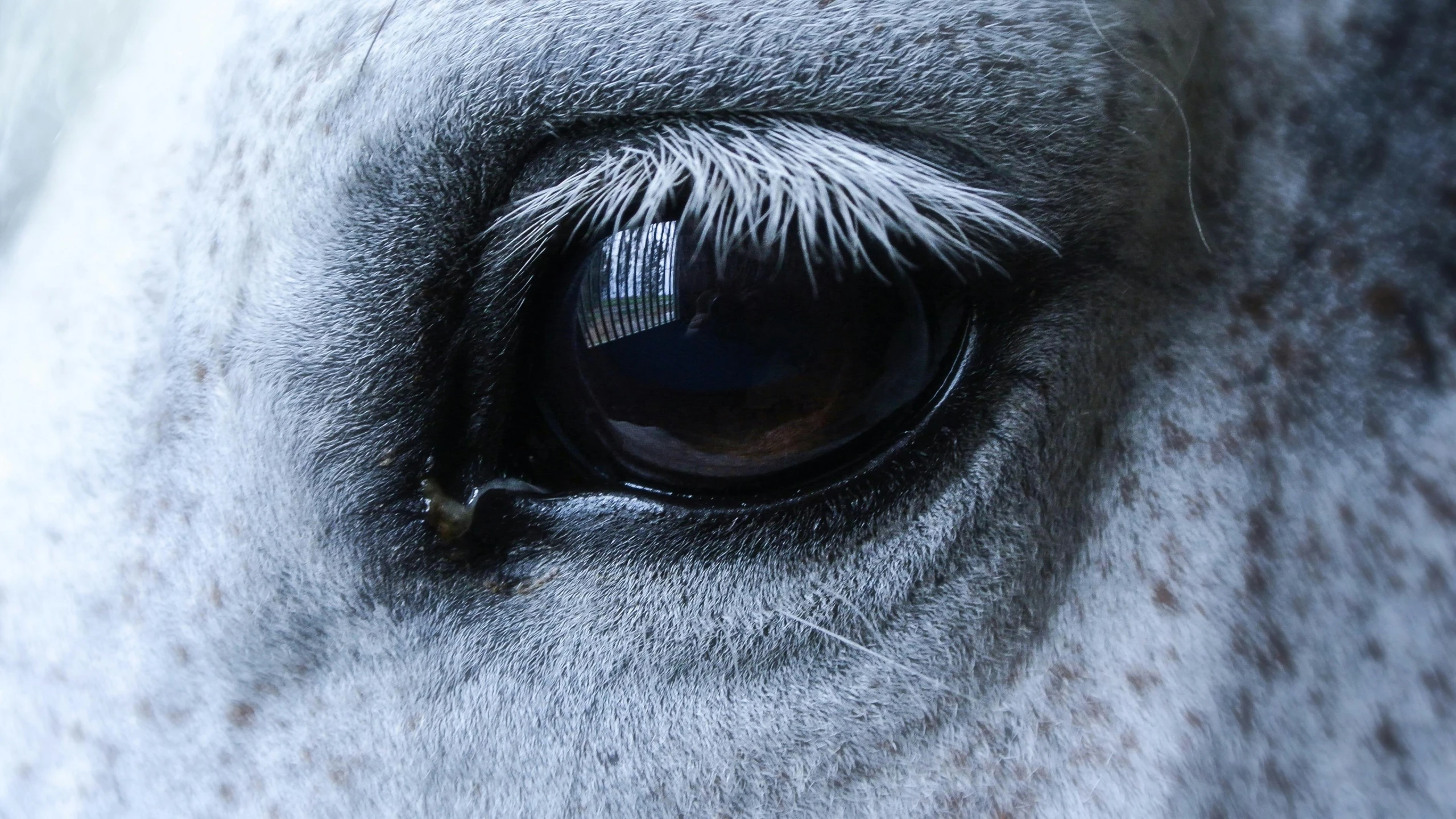 a close up of a white horse's eye, an album cover, pexels contest winner, grey, moonlight showing injuries, bird\'s eye view, silver eyes full body