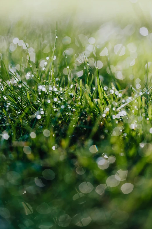 a close up of grass with water droplets on it, unsplash, multiple stories, light sparkles, ground haze, hyperdetailed