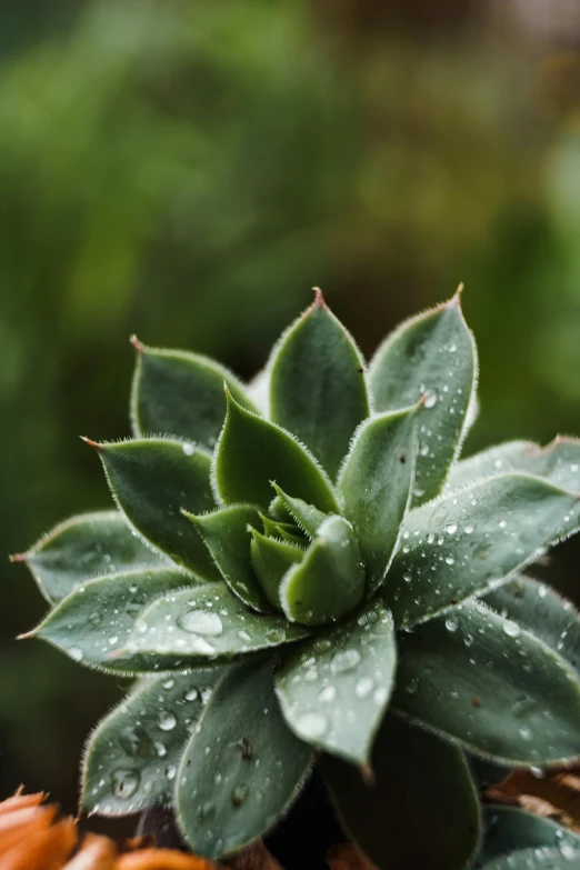 a close up of a plant with water droplets on it, small crown, grey, lush green cactus, silver mist