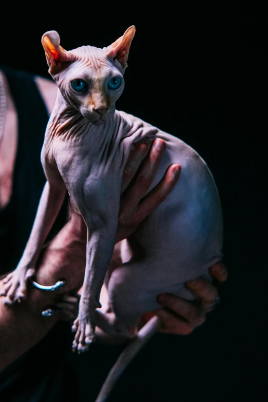 a close up of a person holding a cat, a tattoo, by Jan Tengnagel, pexels contest winner, hyperrealism, male emaciated, film still from dune 2020, showcases full of embryos, in front of a black background