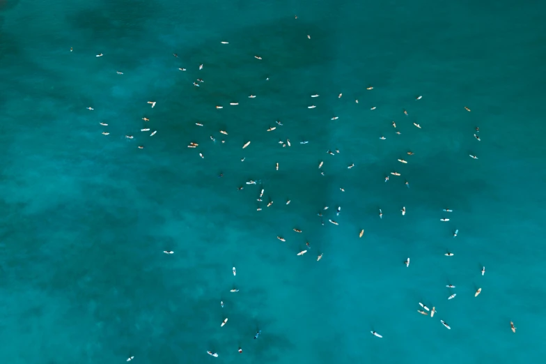 a group of people riding surfboards on top of a body of water, inspired by Andreas Gursky, unsplash contest winner, minimalism, teal, fish flocks, helicopter view, thumbnail